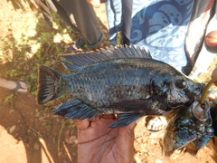 Oreochromis shiranus
