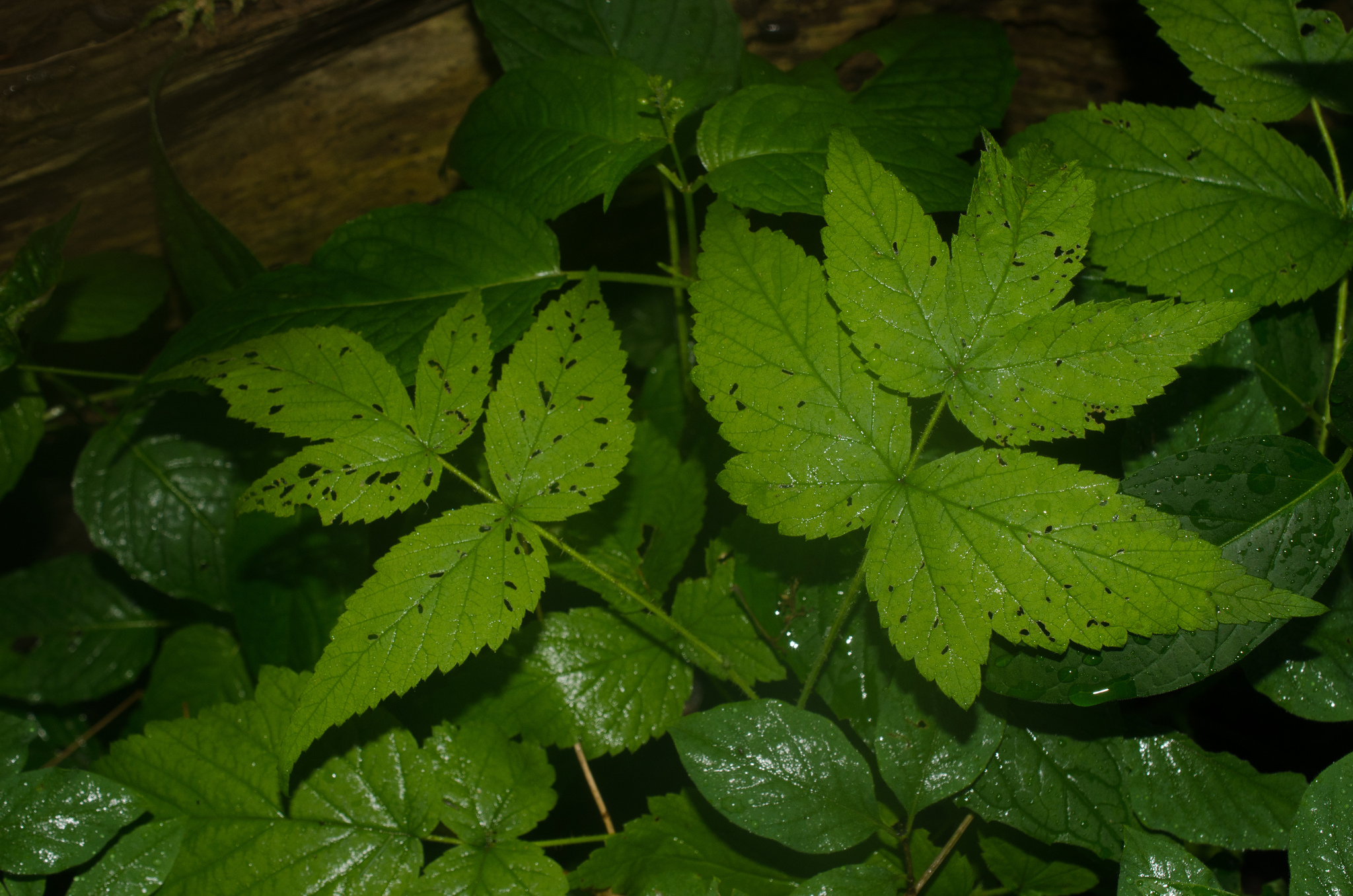 black raspberry Rubus leucodermis leaves, Stanley Park, Vancouver, British  Columbia, Canada Stock Photo - Alamy