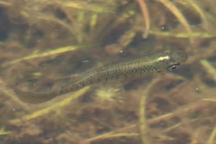 Fundulus lineolatus