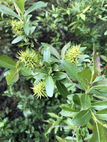 firmleaf willow (Salix pseudomyrsinites)