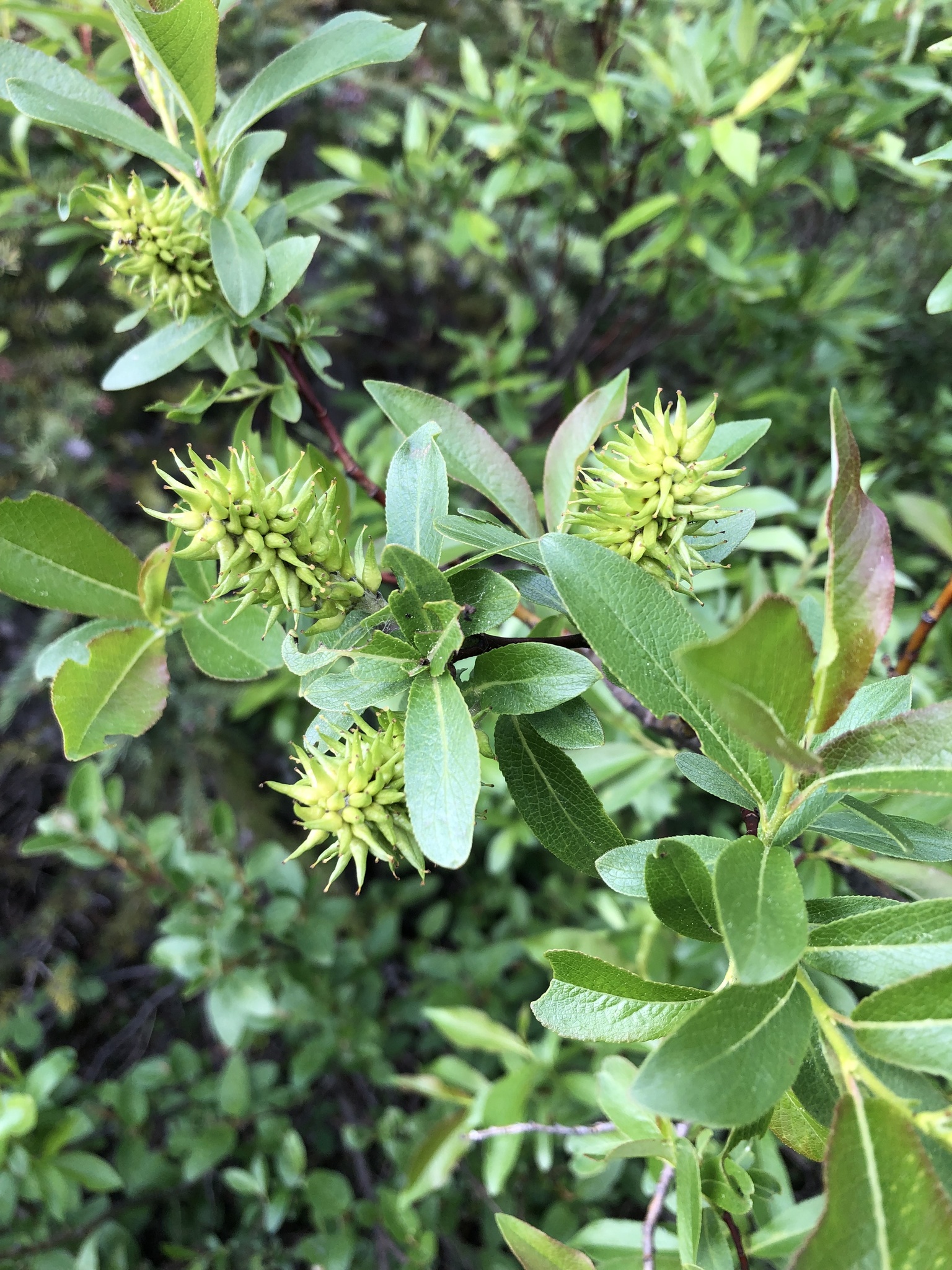 Salix pseudomyrsinites