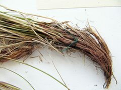 Carex vanheurckii
