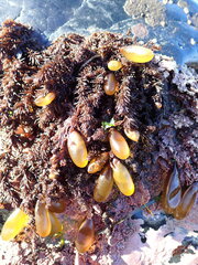 Halosaccion glandiforme