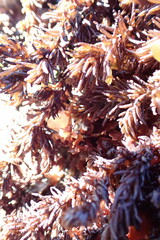 Halosaccion glandiforme