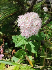 Spiraea hayatana