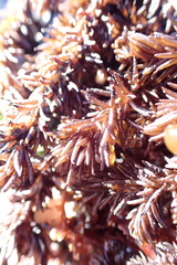 Halosaccion glandiforme