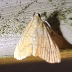 Glaphyria glaphyralis