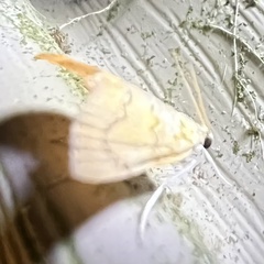 Glaphyria glaphyralis