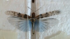 Trimerotropis pseudofasciata