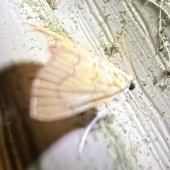 Glaphyria glaphyralis