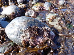 Halosaccion glandiforme
