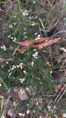 Cryptandra propinqua