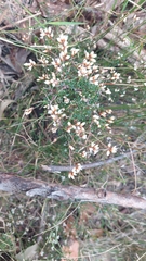 Cryptandra propinqua