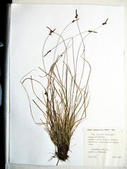 Carex vanheurckii