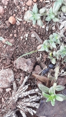 Polyrhachis lacteipennis