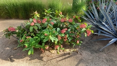Euphorbia milii