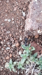 Polyrhachis lacteipennis