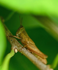 Orthoptera