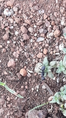 Polyrhachis lacteipennis