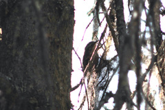 Certhia americana