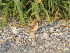 Passer montanus