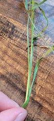 Carex pachycarpa