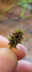 Carex pachycarpa