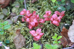 Exobasidium splendidum