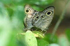 Ypthima baldus newboldi