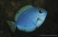 Acanthurus mata