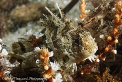 Centropogon australis