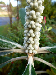 Leucosceptrum canum