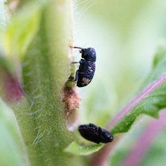 Tyloderma foveolatum
