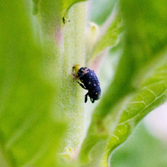 Tyloderma foveolatum