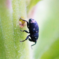 Tyloderma foveolatum