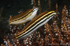 Petroscirtes fallax