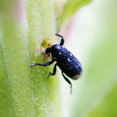 Tyloderma foveolatum