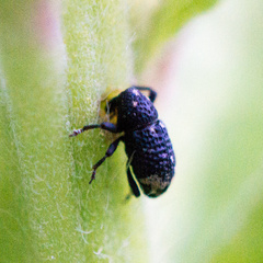 Tyloderma foveolatum