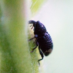 Tyloderma foveolatum