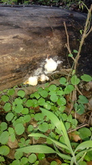 Crepidotus brunswickianus