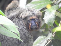 Pithecia chrysocephala