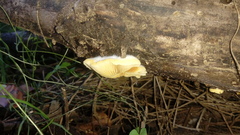 Crepidotus brunswickianus