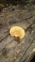 Crepidotus brunswickianus