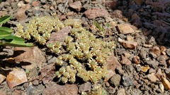Cusickiella quadricostata