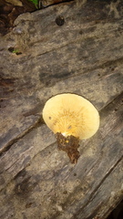 Crepidotus brunswickianus