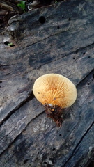Crepidotus brunswickianus