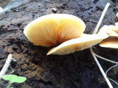 Crepidotus brunswickianus