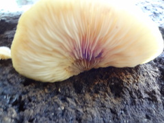 Crepidotus brunswickianus