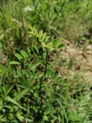 Indigofera bungeana