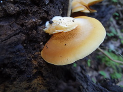 Crepidotus brunswickianus